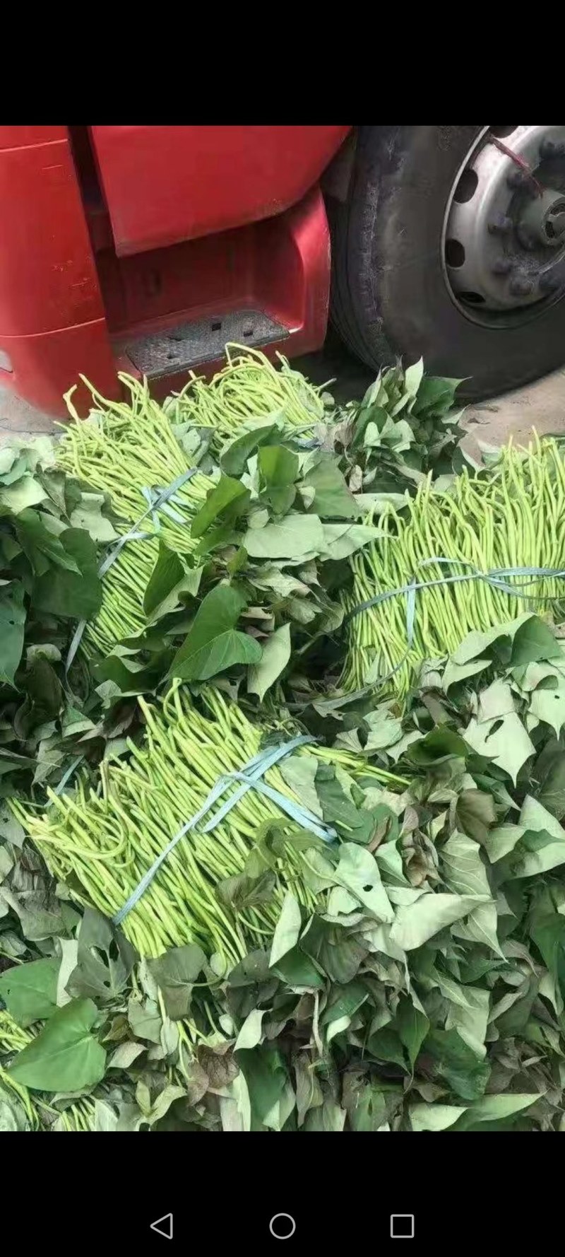 西瓜红红薯苗