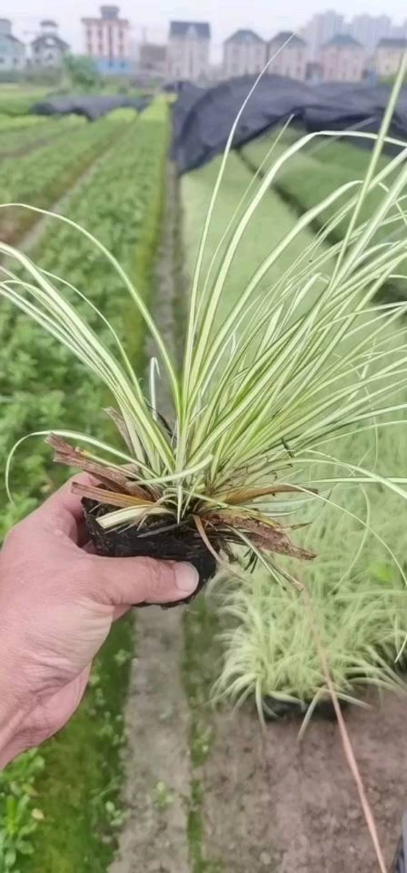 金叶苔草，埃弗里斯特苔草，英国山麦冬