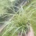 金叶苔草，埃弗里斯特苔草，英国山麦冬