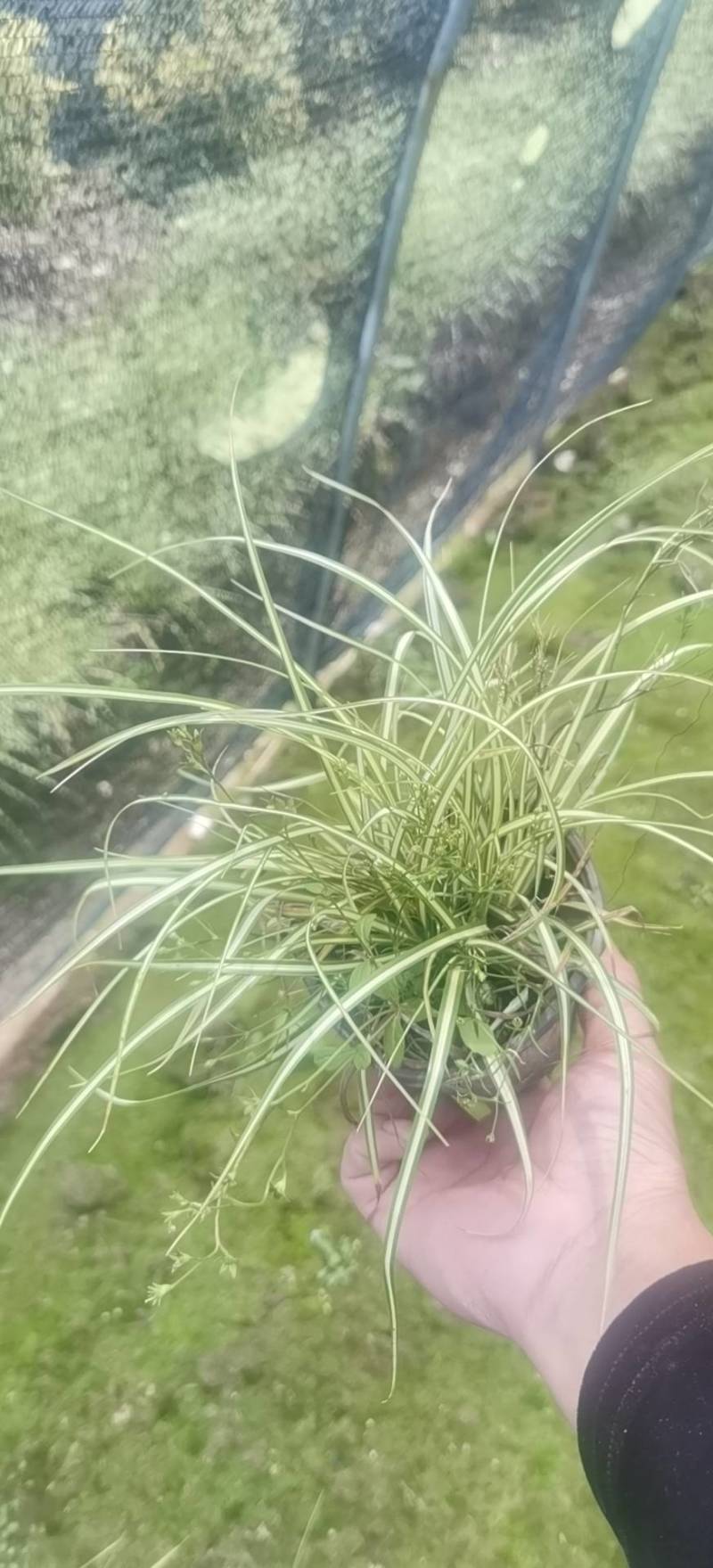 金叶苔草，埃弗里斯特苔草，英国山麦冬
