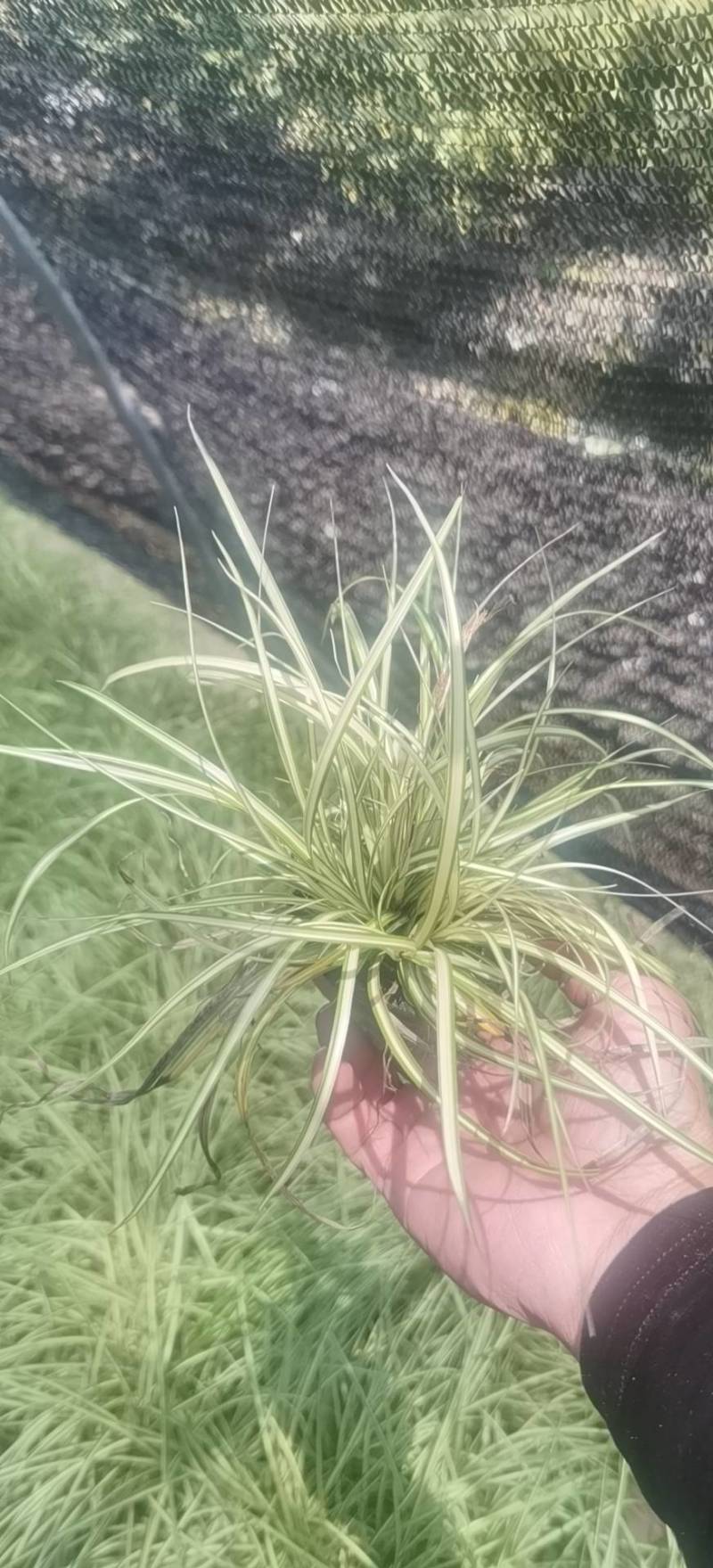 金叶苔草，埃弗里斯特苔草，英国山麦冬