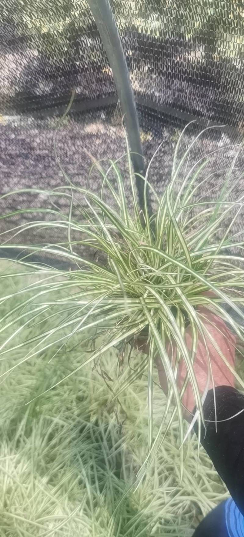 金叶苔草，埃弗里斯特苔草，英国山麦冬