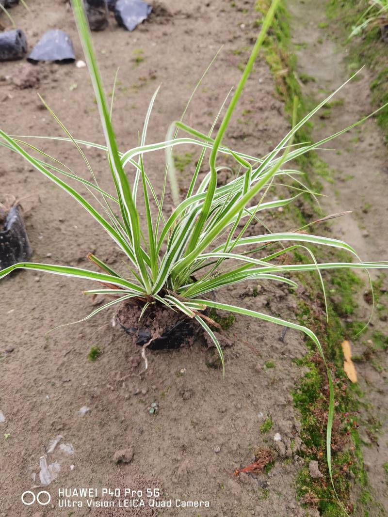金叶苔草，埃弗里斯特苔草，英国山麦冬