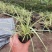 金叶苔草，埃弗里斯特苔草，英国山麦冬