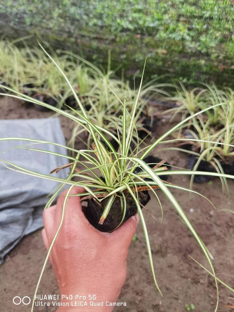 金叶苔草，埃弗里斯特苔草，英国山麦冬