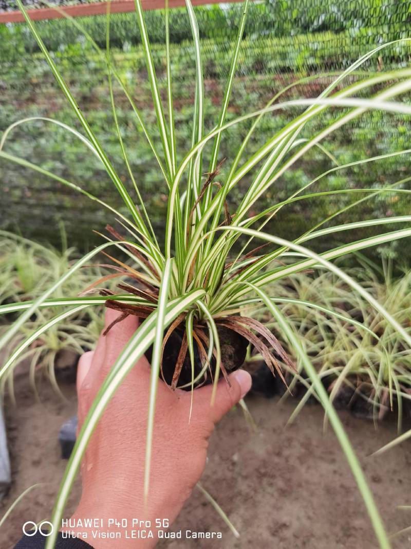 金叶苔草，埃弗里斯特苔草，英国山麦冬