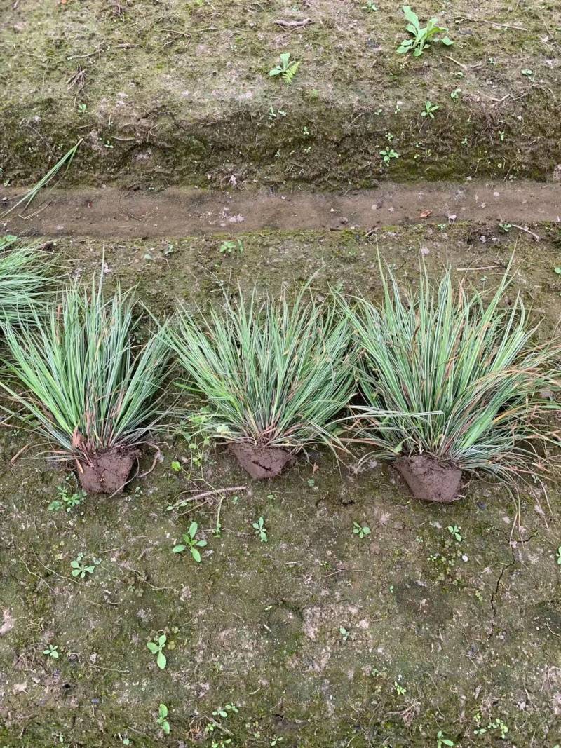 金叶苔草，埃弗里斯特苔草，英国山麦冬