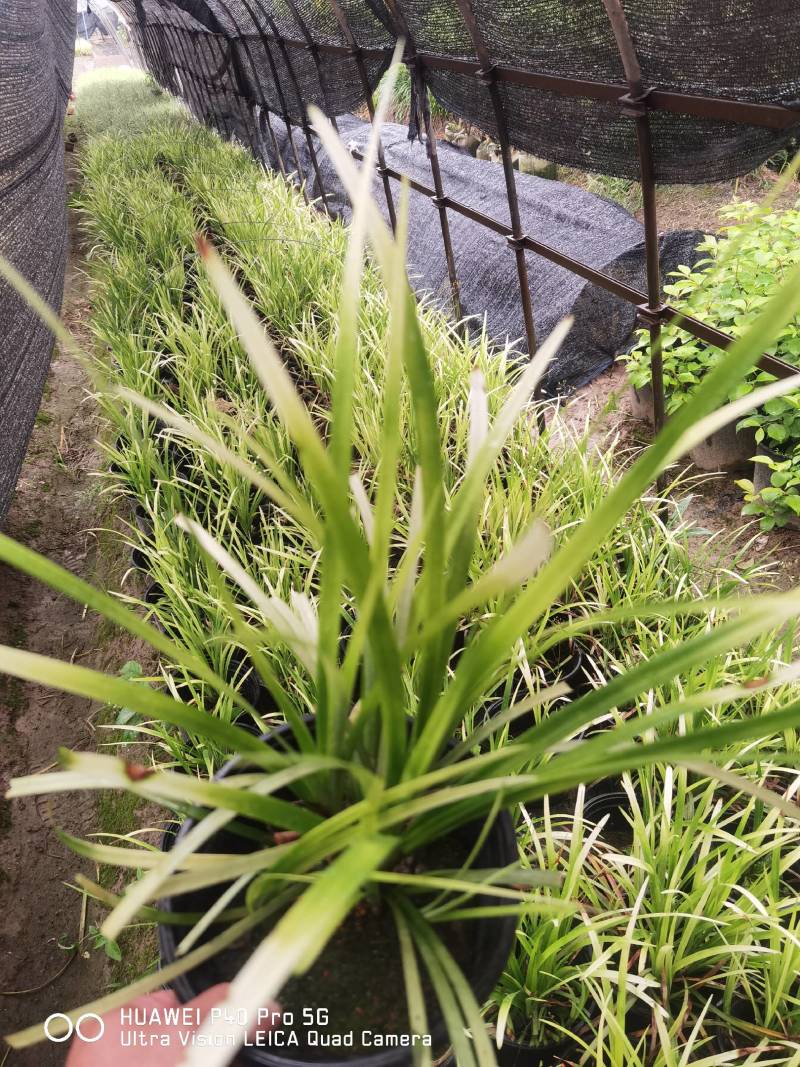 金叶苔草，埃弗里斯特苔草，英国山麦冬