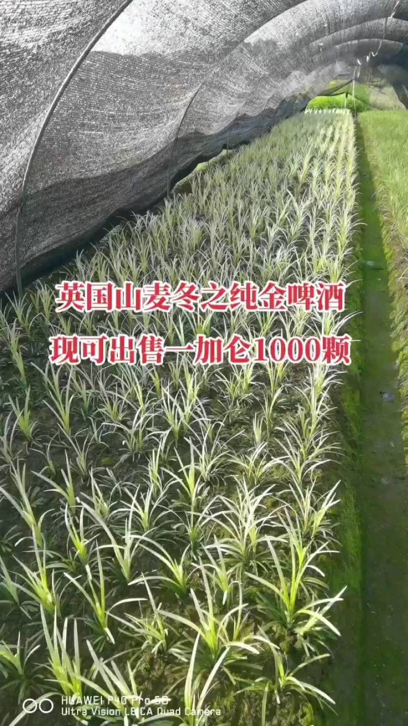 金叶苔草，埃弗里斯特苔草，英国山麦冬