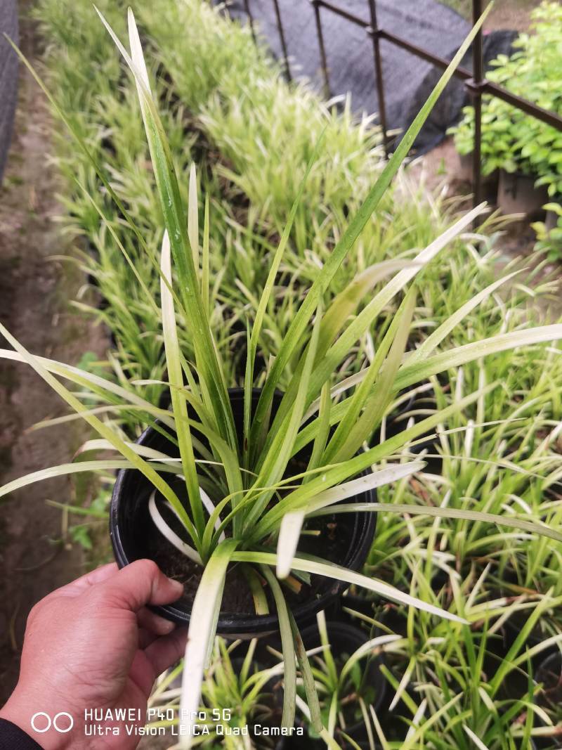 金叶苔草，埃弗里斯特苔草，英国山麦冬