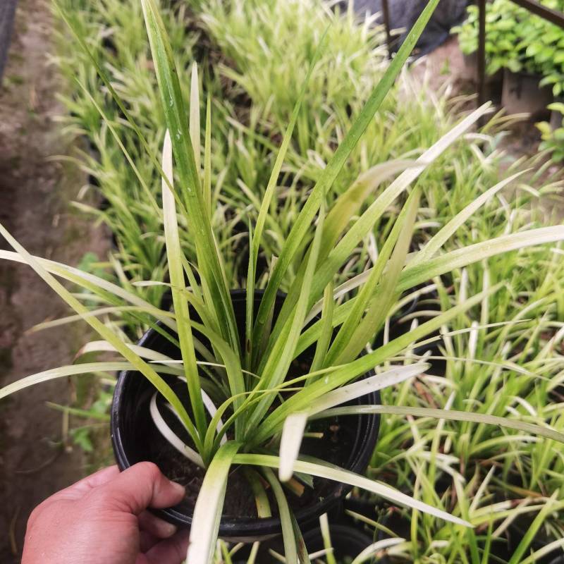 金叶苔草，埃弗里斯特苔草，英国山麦冬