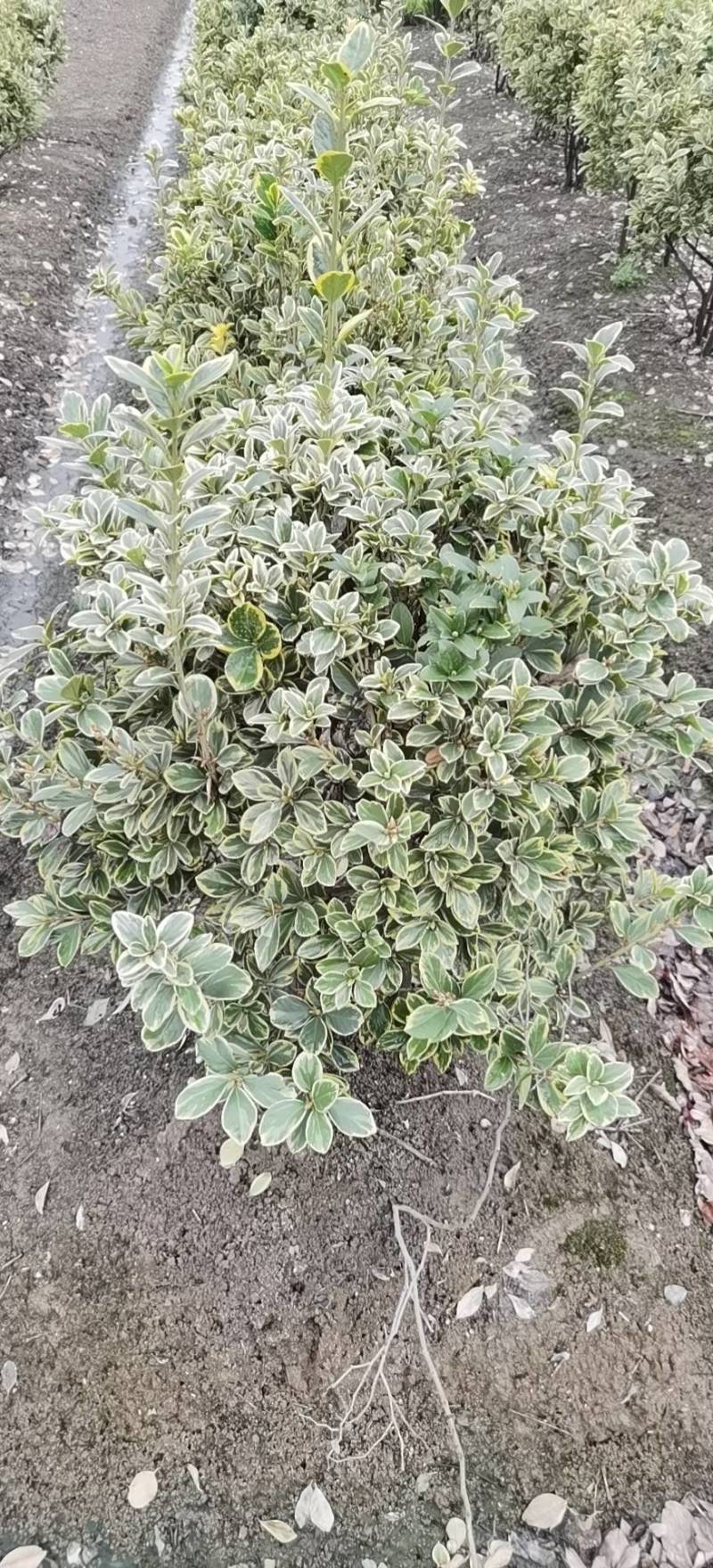埃比无颓子球，金边球，海桐球，红花醡浆草，基地直供！