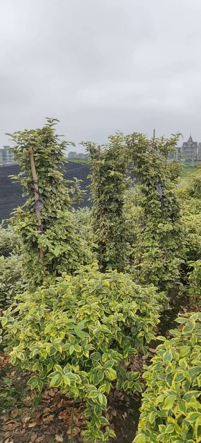 埃比无颓子球，金边球，海桐球，红花醡浆草，基地直供！