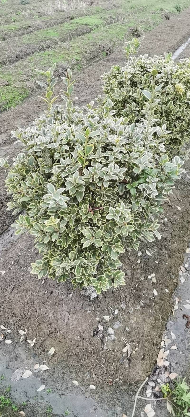 埃比无颓子球，金边球，海桐球，红花醡浆草，基地直供！