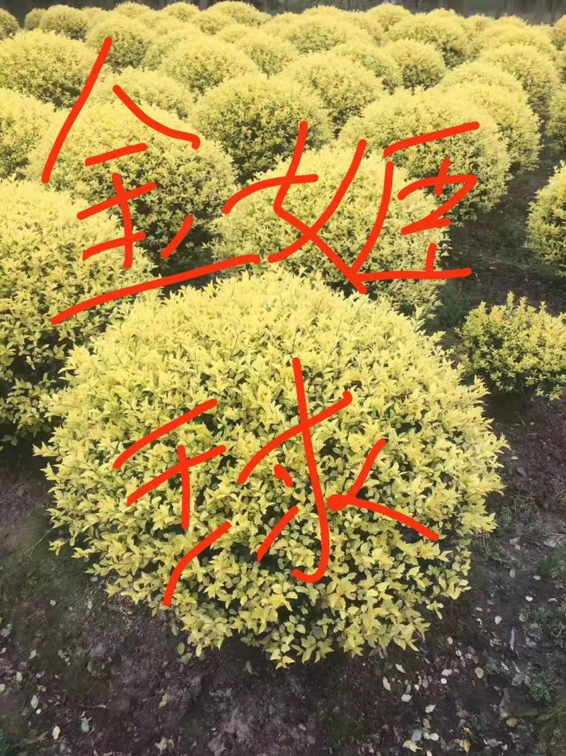 埃比无颓子球，金边球，海桐球，红花醡浆草，基地直供！