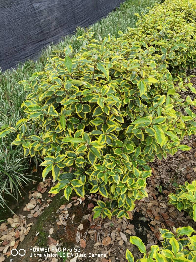 埃比无颓子球，金边球，海桐球，红花醡浆草，基地直供！