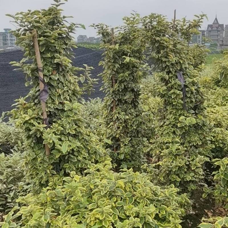 埃比无颓子球，金边球，海桐球，红花醡浆草，基地直供！