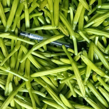黄花菜