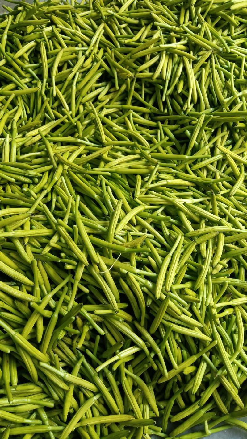 黄花菜