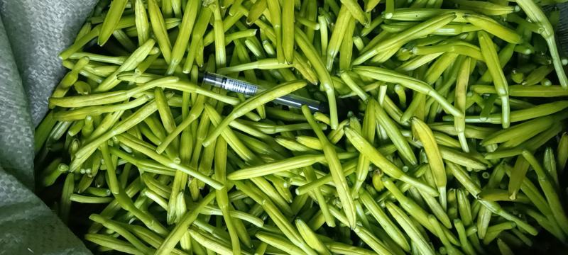 黄花菜