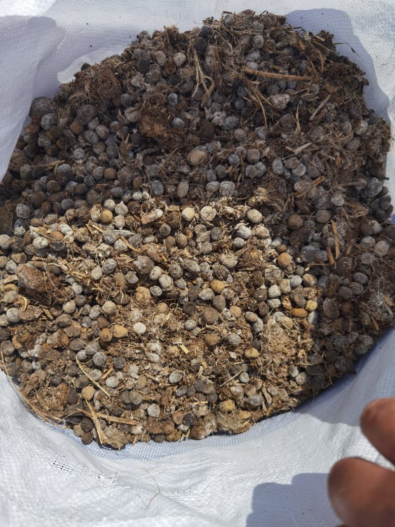 羊粪