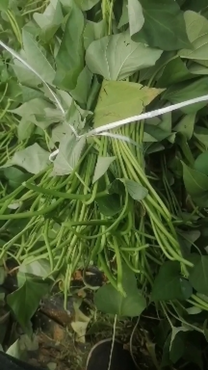 紫薯苗，拔苗，高剪苗，紫罗兰，欢迎订购。