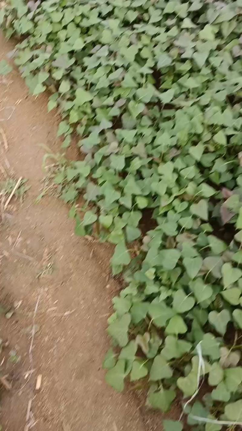 紫薯苗，拔苗，高剪苗，紫罗兰，欢迎订购。