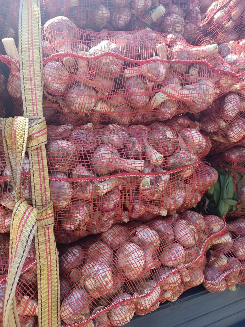 邳州精品分级大蒜，质量保证，有原皮通货欢迎来人来电洽谈。