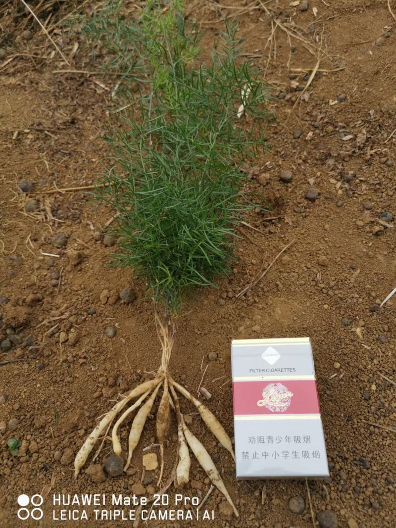 湖南大天冬苗，，5个薯以上，提供种植技术，回收成品，
