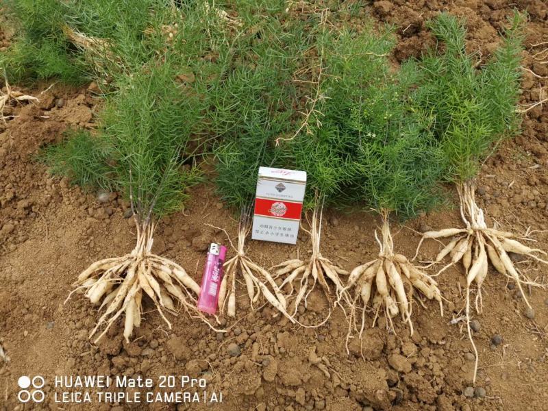 湖南大天冬苗，，5个薯以上，提供种植技术，回收成品，
