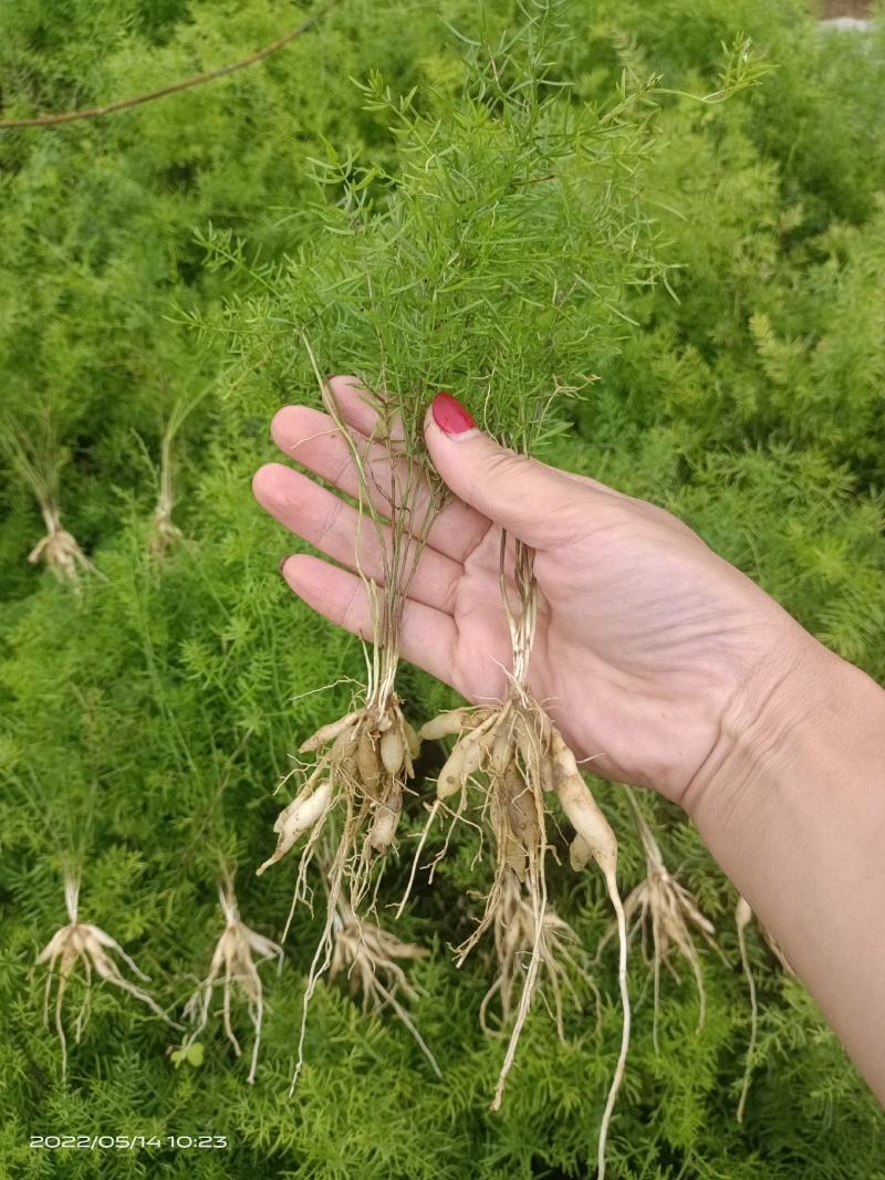 湖南大天冬苗，，5个薯以上，提供种植技术，回收成品，
