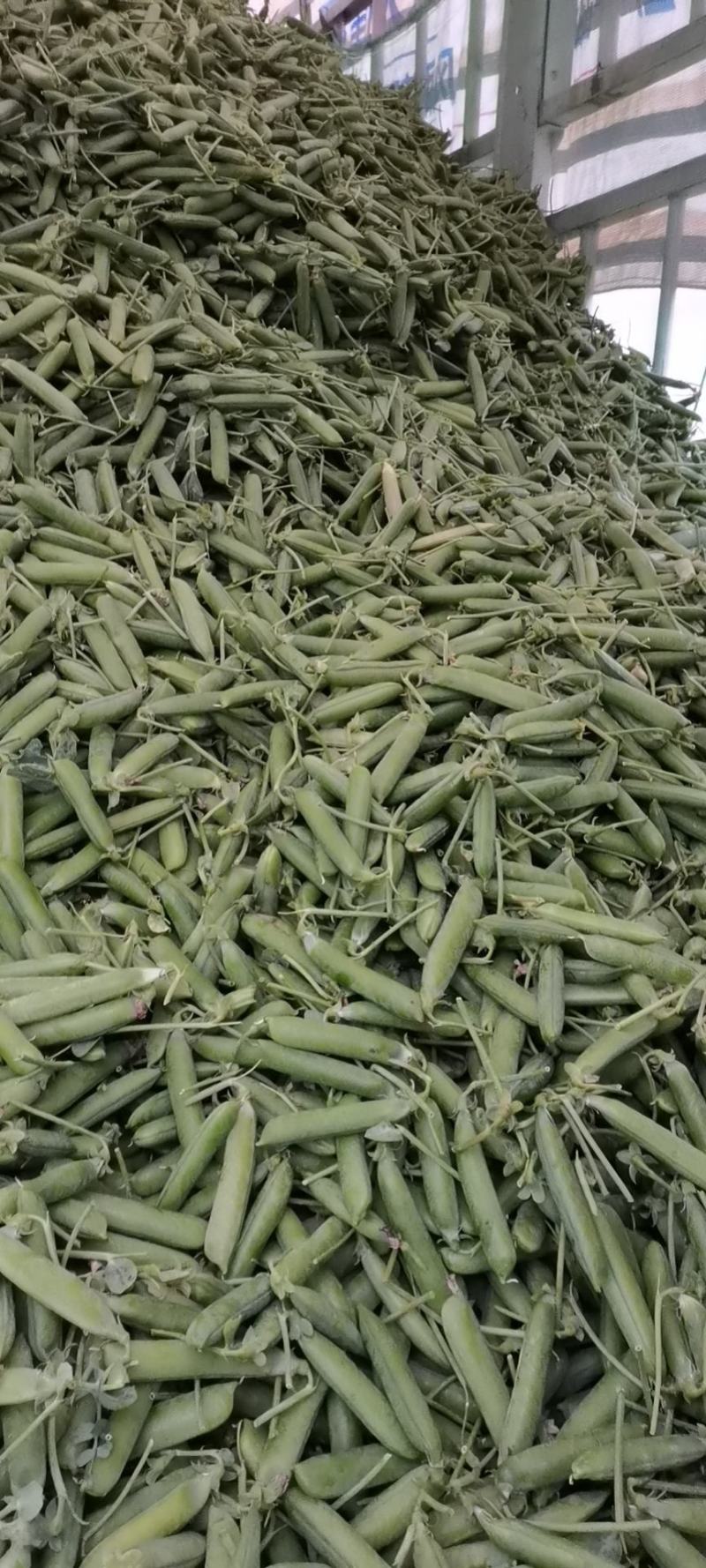长寿仁豌豆