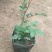 蔷薇花基地批发蔷薇花苗根系好成活率高优质花苗