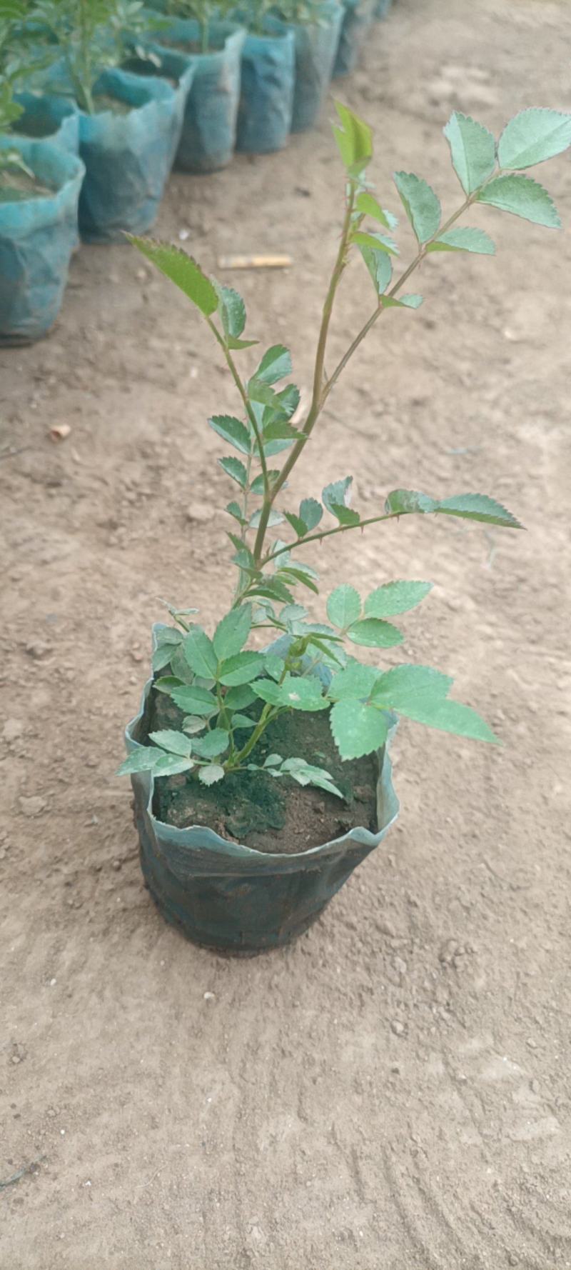 蔷薇花基地批发蔷薇花苗根系好成活率高优质花苗