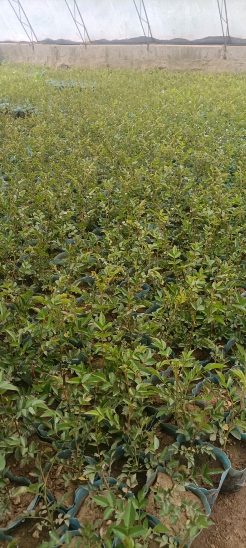 蔷薇花基地批发蔷薇花苗根系好成活率高优质花苗
