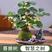 小盼菩提盆栽，基地直发，带果发货，客厅办公室绿植