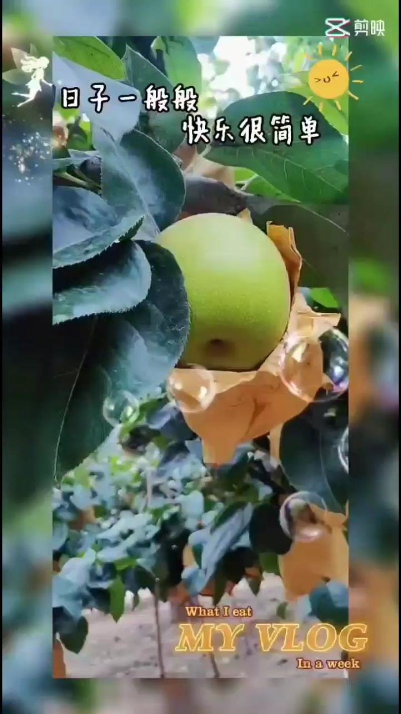 翠冠梨优质果品梨甜无渣翠冠梨优质果品梨甜无