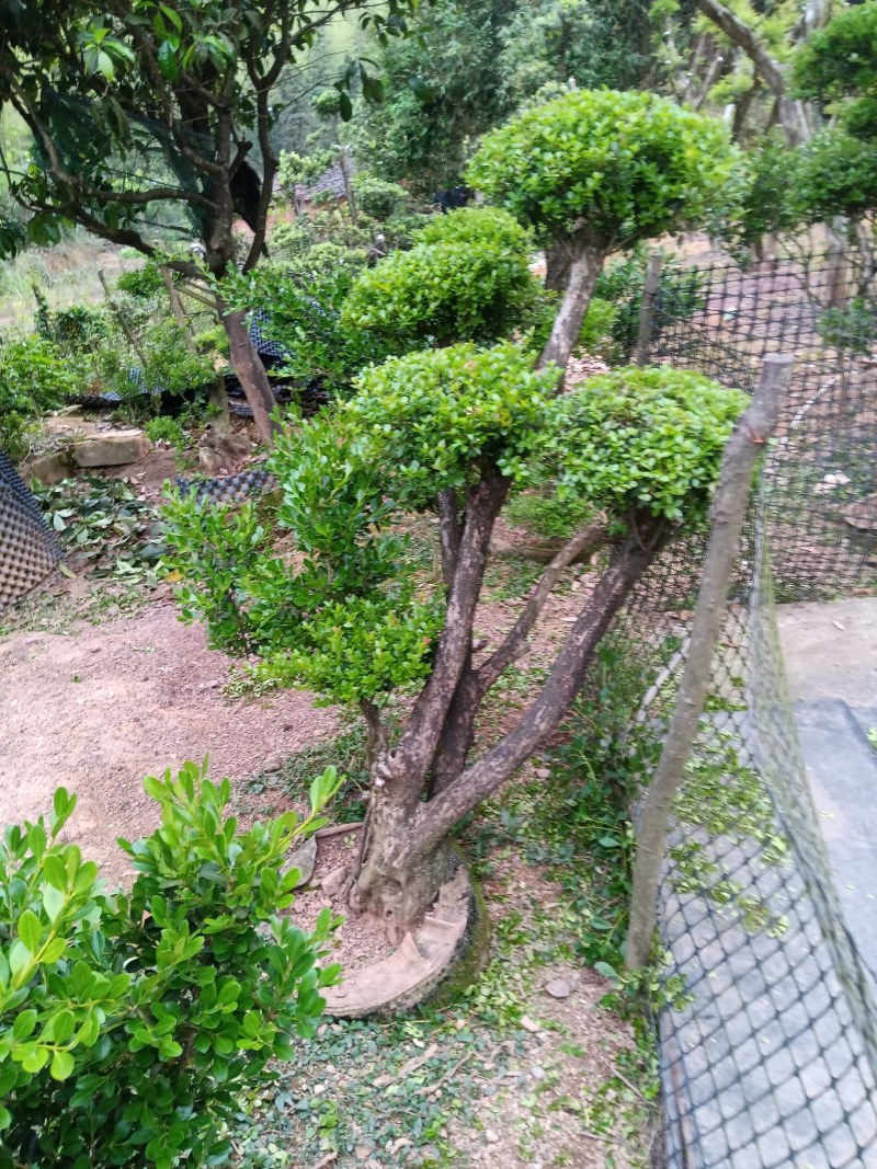 赤楠下山老桩生熟桩长年可供，量大上门从优