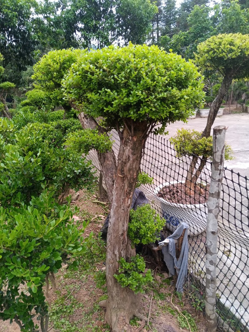 赤楠下山老桩生熟桩长年可供，量大上门从优
