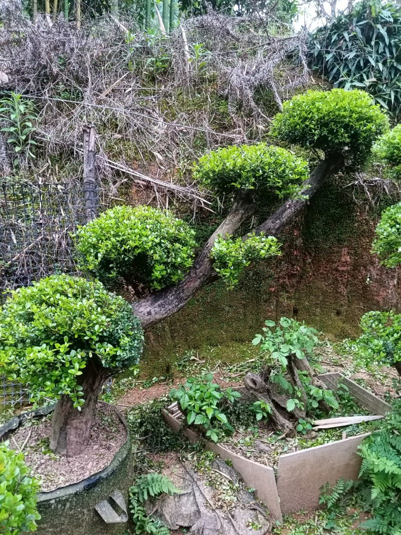 赤楠下山老桩生熟桩长年可供，量大上门从优