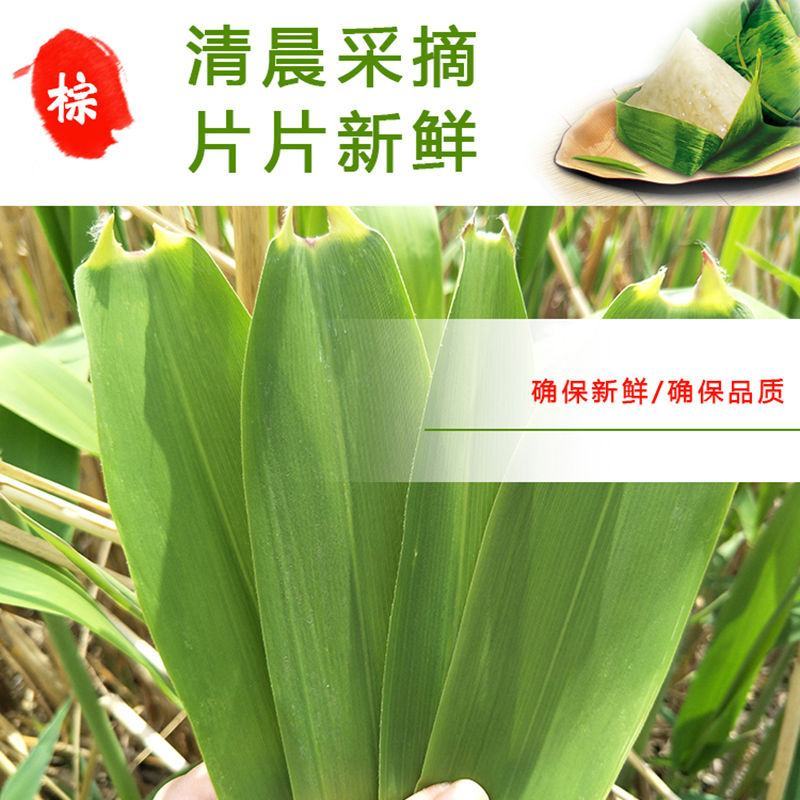 芦苇叶·端午节包粽子用的清香叶·「郑州·新乡·送货到家」