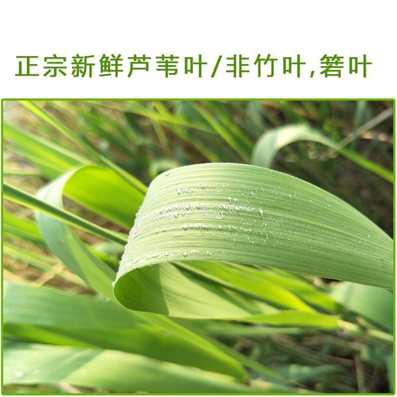 芦苇叶·端午节包粽子用的清香叶·「郑州·新乡·送货到家」