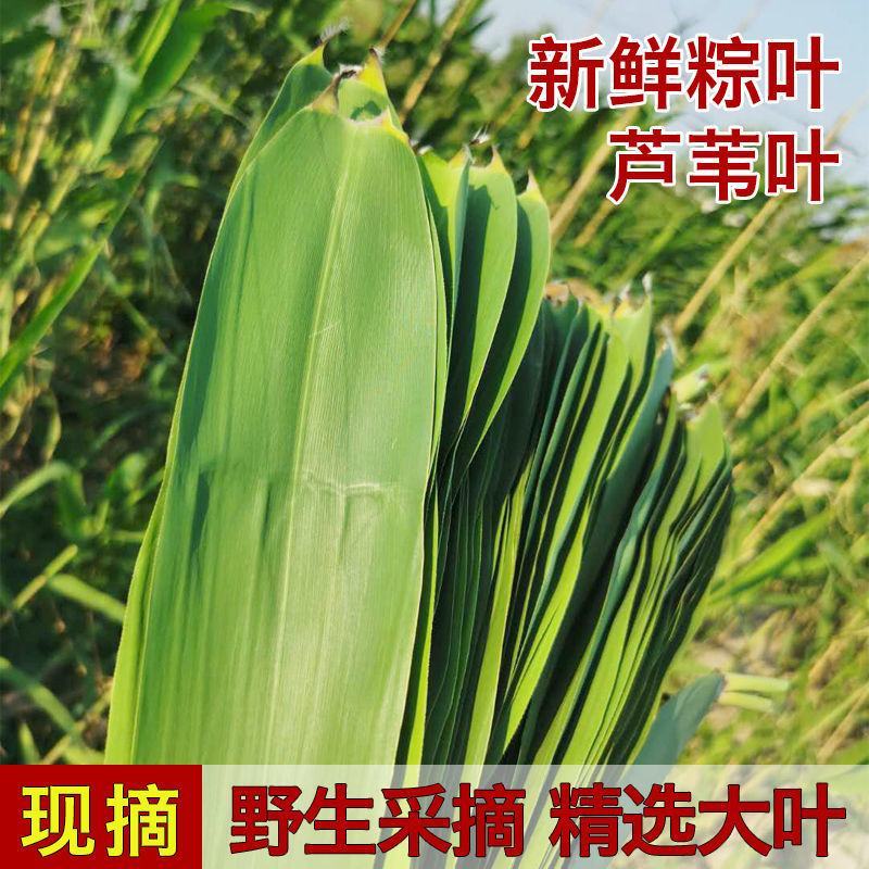 芦苇叶·端午节包粽子用的清香叶·「郑州·新乡·送货到家」