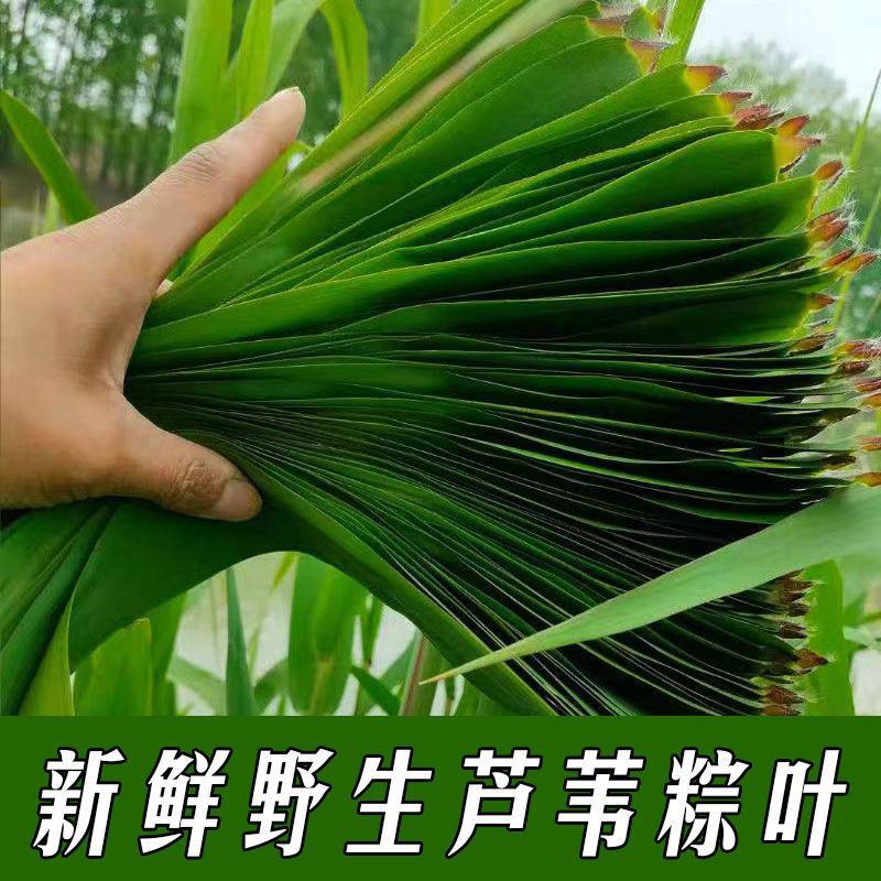 芦苇叶·端午节包粽子用的清香叶·「郑州·新乡·送货到家」