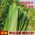 芦苇叶·端午节包粽子用的清香叶·「郑州·新乡·送货到家」