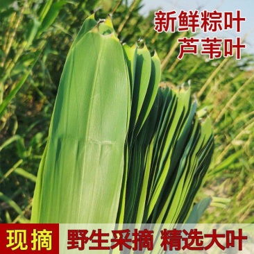 芦苇叶·端午节包粽子用的清香叶·「郑州·新乡·送货到家」