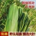 芦苇叶·端午节包粽子用的清香叶·「郑州·新乡·送货到家」