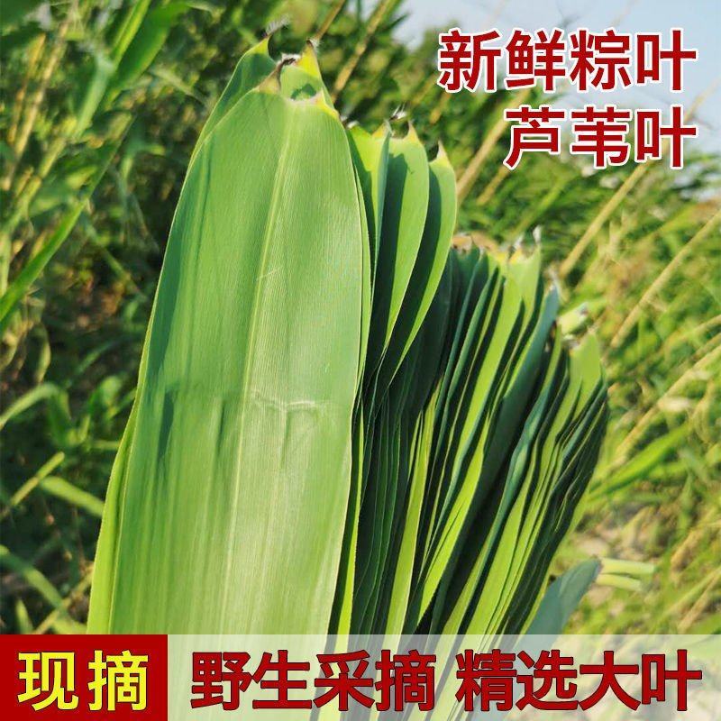 芦苇叶·端午节包粽子用的清香叶·「郑州·新乡·送货到家」