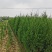 基地供应绿化工程塔柏苗松柏小苗刺柏规格齐全量大从优批发