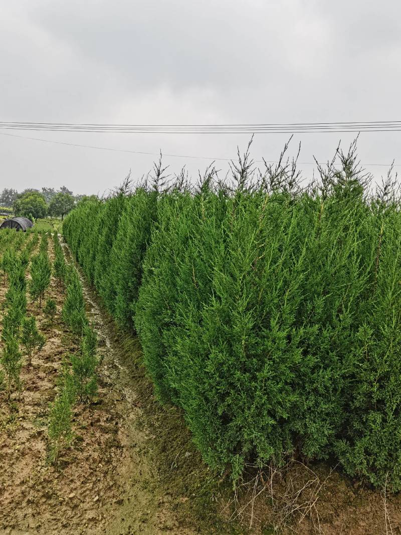 基地供应绿化工程塔柏苗松柏小苗刺柏规格齐全量大从优批发